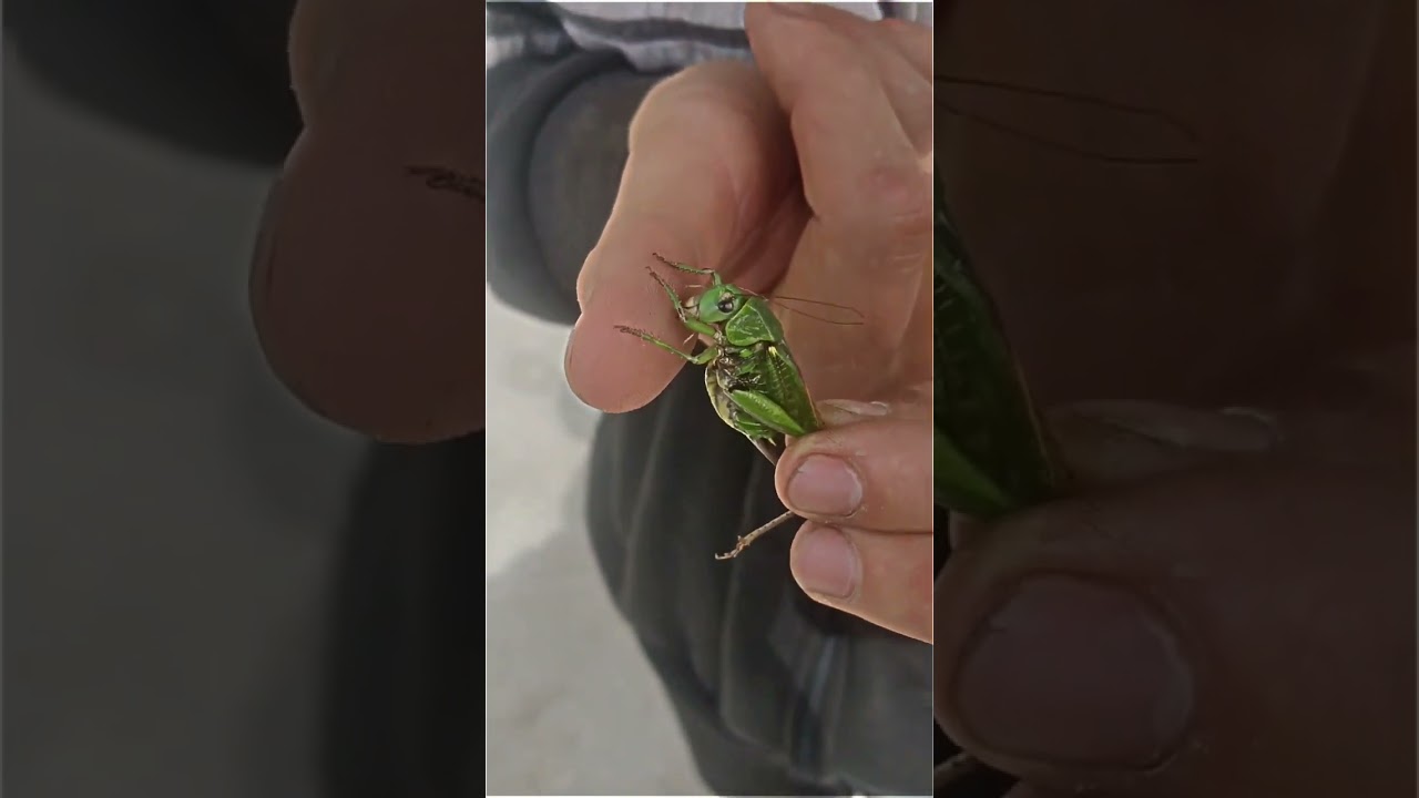 Wart removal with a locust /Удаление бородавок саранчой