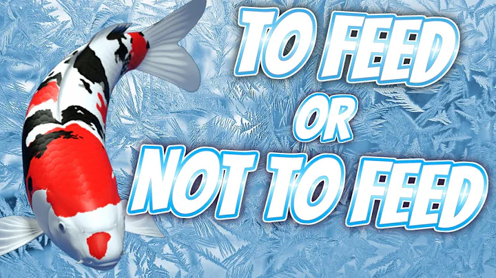 that is the Question.......... Should you feed Koi in winter?