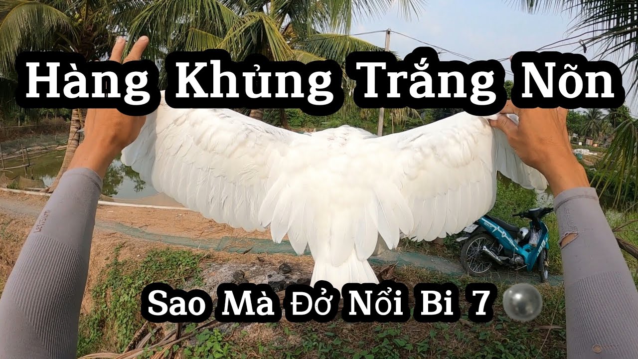 Ná Cao Su - Một VIDEO Săn Bắn Khá Là Hài Hước Và Bem Toàn Mồi To...