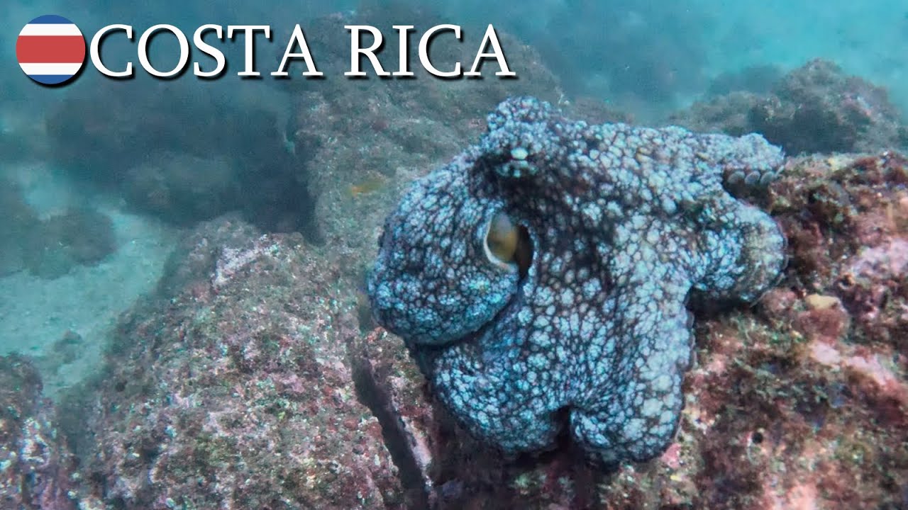 その他 Sites De Buceo En Egipto [DVD] Amazon.co.jp: Sites de Buceo en Egipto : Guia De Viajes: DVD