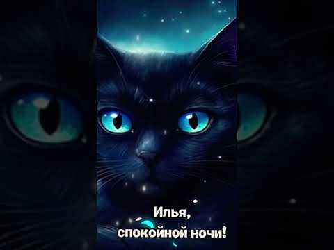 ИЛЬЯ, Я ТЕБЯ ОБОЖАЮ#котики #коты #кошки #приколы #новинка #lol #спокойноночи Илья, спокойной ночи!
