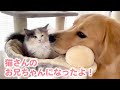 【新たな物語】ゴールデンレトリバーの”びすけ君”に妹猫がやってきて…♪