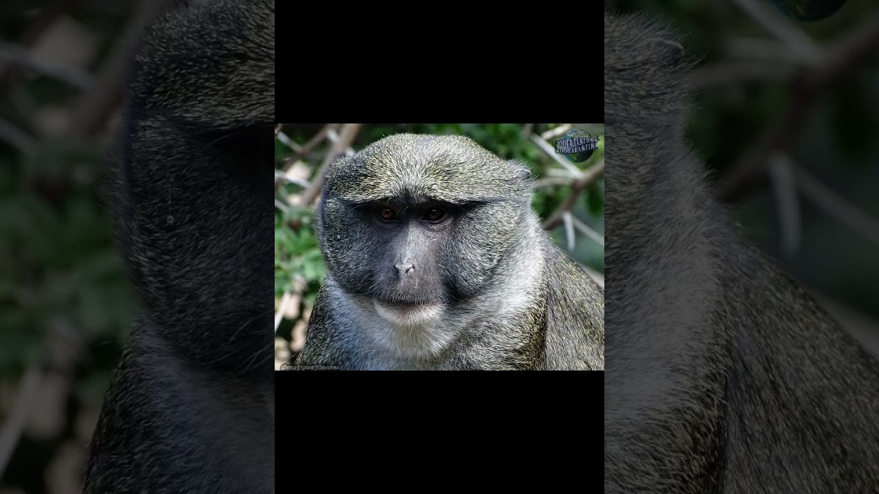 Чёрно зелёная мартышка