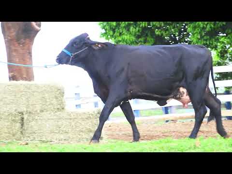 LOTE 01 9544CG