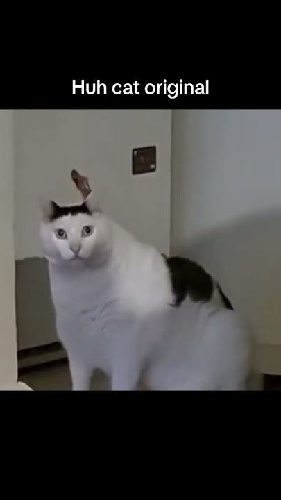 Huh cat meme video