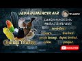 Masteran Murai Batu Kompilasi Jeda Gemercik Air Mp3 - Mp4 Download