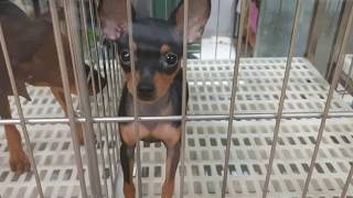 MINIATURE PINSCHER | TIENDESITAS | ORTIGAS