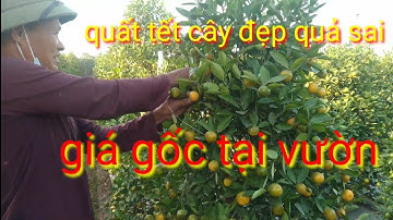 Quất Cảnh Tết dáng tháp giá gốc tại vườn phục vụ quất tết 2022, quất tết 2022 giá gốc tại vườn