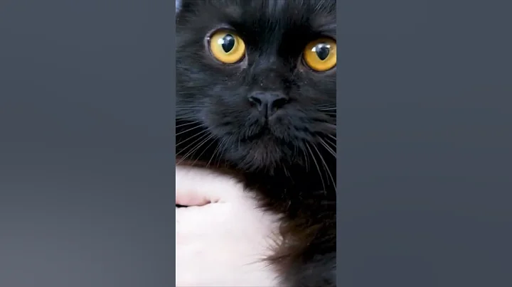 Watch the video about Here Are 5 Things Only Maine Coon Cat Owners Understand #shorts