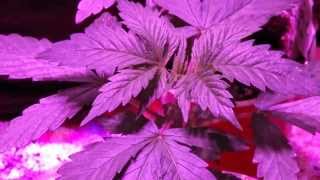 i gro 342 veg week 2, 3.9.14