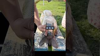 A simple recipe for making delicious carp.🐟#food #cooking #viral #chef #short
