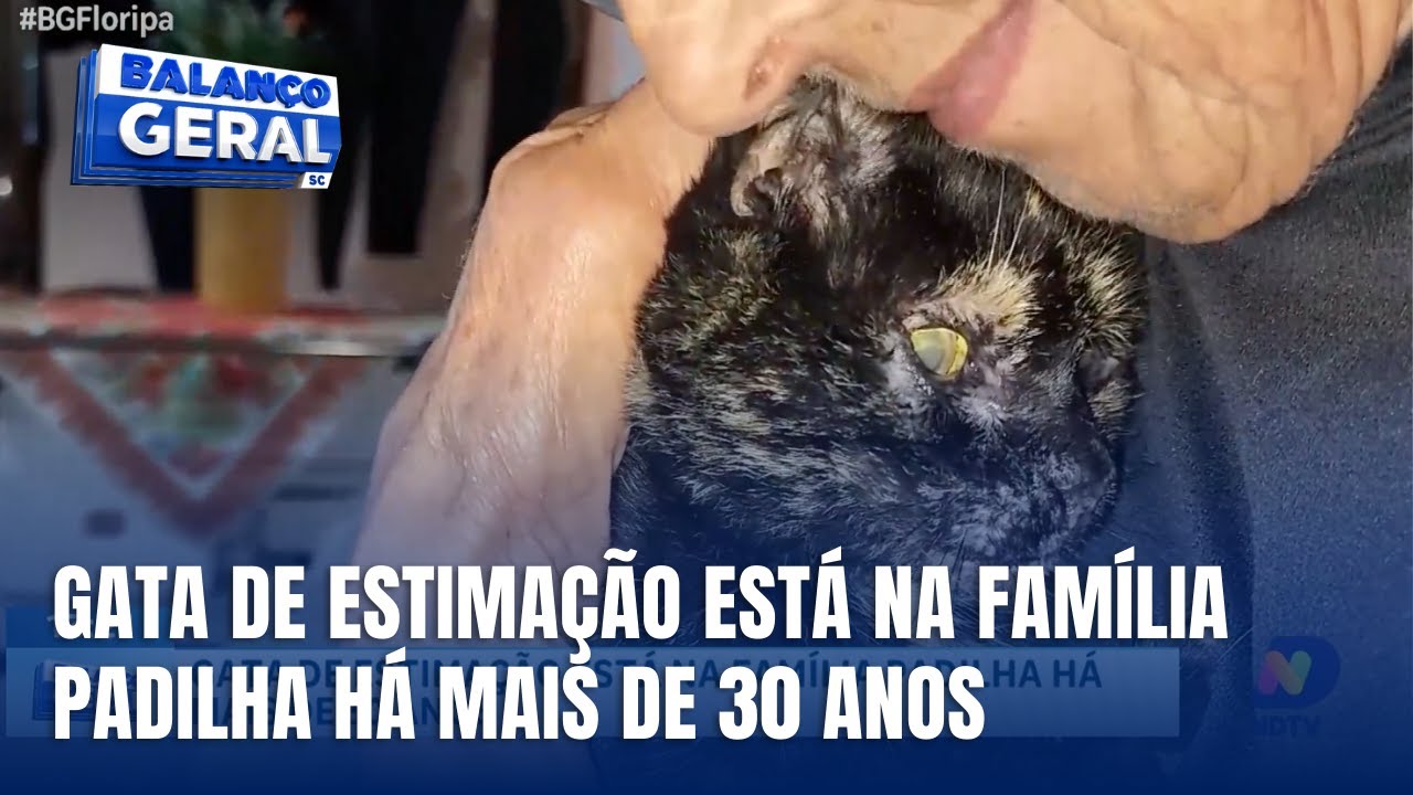 História emocionante: gata vive há mais de 30 anos com família catarinense