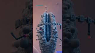 Hidden Code in DNA Discovered | New Gene Regulation Mechanism Explained 🧬