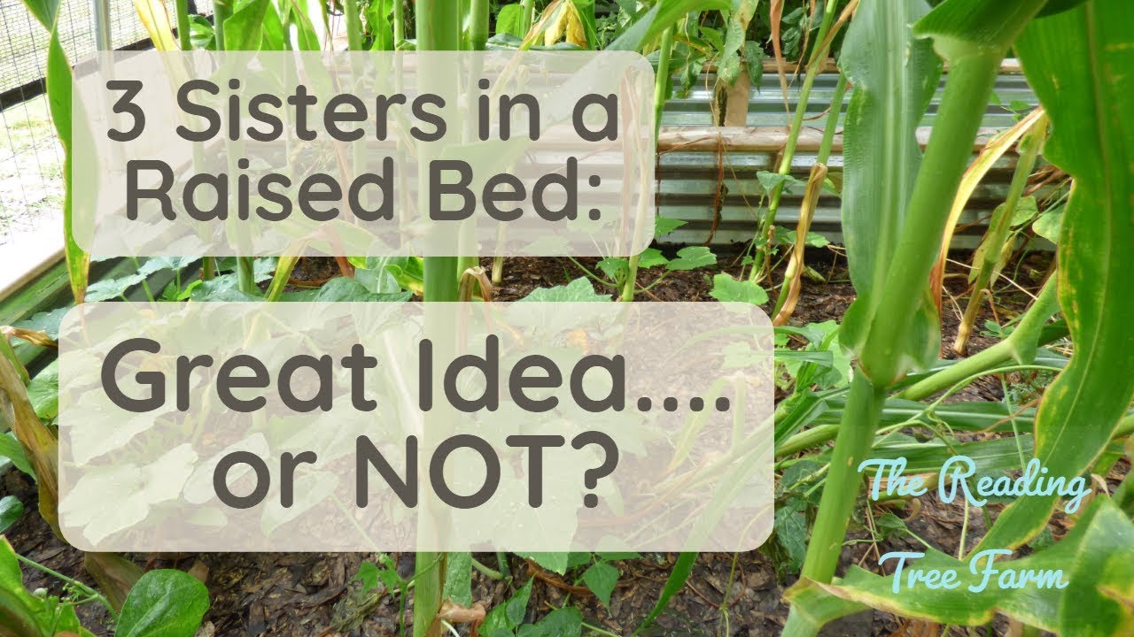 3 Sisters Gardening in a RAISED BED? Great idea? Or not.... - YouTube