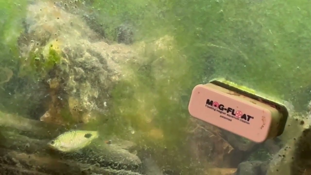 Filamentous and Purple Headed Barbs grazing on Algae