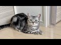 Life With Cats - American Shorthair & British Shorthair #1 の動画、YouTube動画。