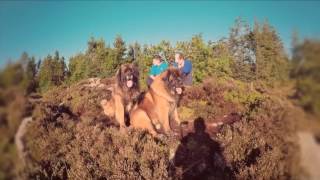 episode 99 Leonberger Antics by Hillhavenleonbergers show kennels 437 views 7 years ago 5 minutes, 45 seconds