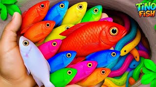 Finding Colorful Ornamental Fish In Colorful Surprise Eggs, Dfish, Platy Fish, Baby Turtle, Koi