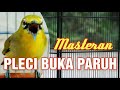 Apapun Plecinya Akan Langsung Merespon Dan Nyaut Dengan Pancingan Pleci Ngalas Ini Mp3 - Mp4 Download