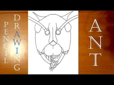 How to Draw an Ant Under a Microscope Easy | PENCIL