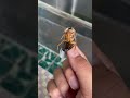風呂にゴキブリが出た時の対処法 #どん底太#ゴキブリ駆除 #風呂にゴキブリ#shorts