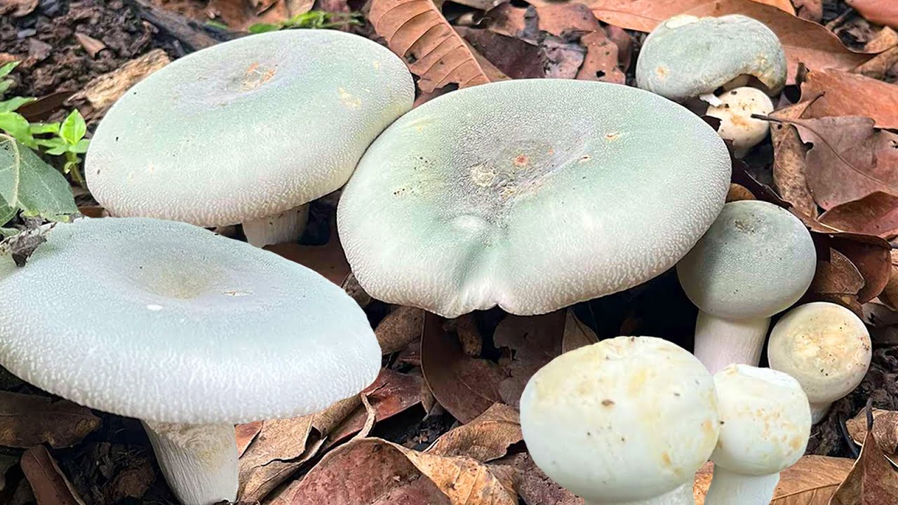 ป้าด‼️เห็ดตะไคดอกใหญ่ดอกงาม เห็ดหน้าขาวออกเต็มดินเลย