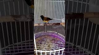 Suara Kolibri Sogok Ontong