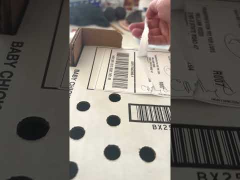 Unboxing Runner Ducks