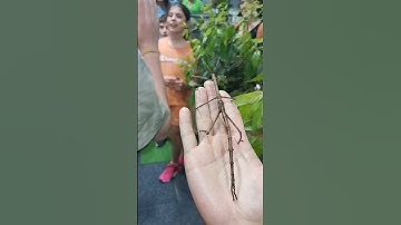 Giant stick insect