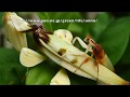 ハナカマキリ交尾　Orchid mantis mating behavior