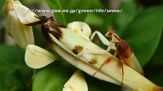 ハナカマキリ交尾　Orchid mantis mating behavior