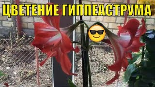 Цветение гиппеаструма.