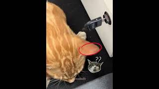 Kitty Exposed Himself Car Confirmed