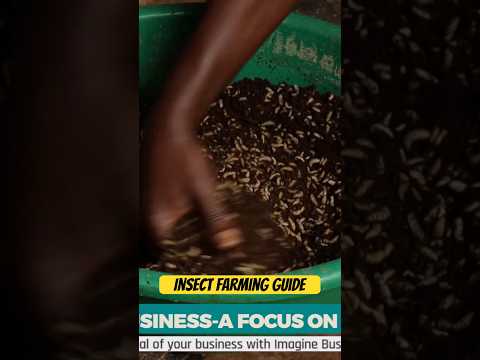 Insect Farming Guide-A