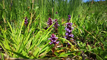 Bluebells and Alpacas