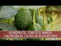 Asohofrucol: Como es el manejo y nutricion del cultivo de Aguacate Hass - TvAgro por Juan Gonzalo