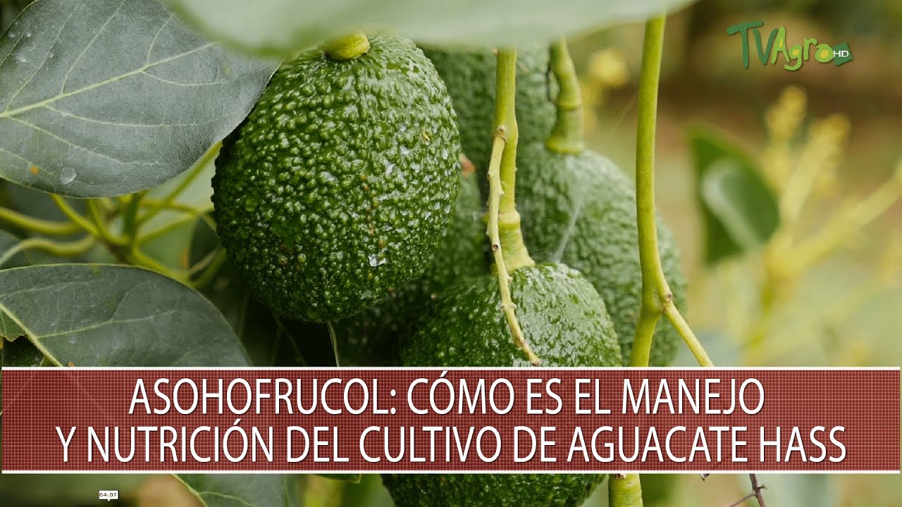 Asohofrucol: Como es el manejo y nutricion del cultivo de Aguacate Hass - TvAgro por Juan Gonzalo