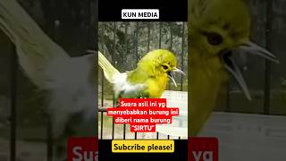 Suara asli burung situ asli hutan #birds #birdsounds #kicaumania #animals #viralvideo #shorts