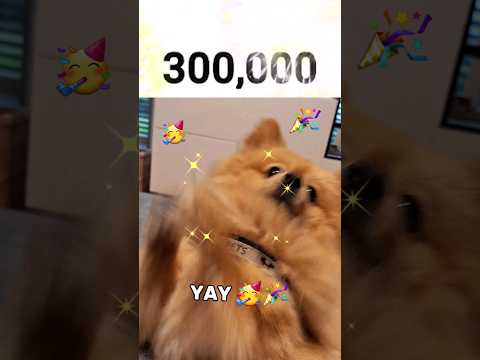 Misha Pom Hit 300,000 Subscribers 🥳🐶 #shorts #dog #pomeranian