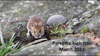 Parkgate high tide 2023