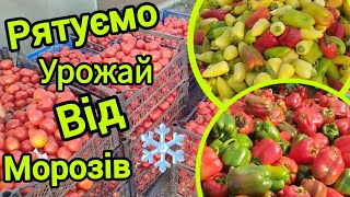 картинка: Рятуємо урожай від морозу ❄️❄️❄️