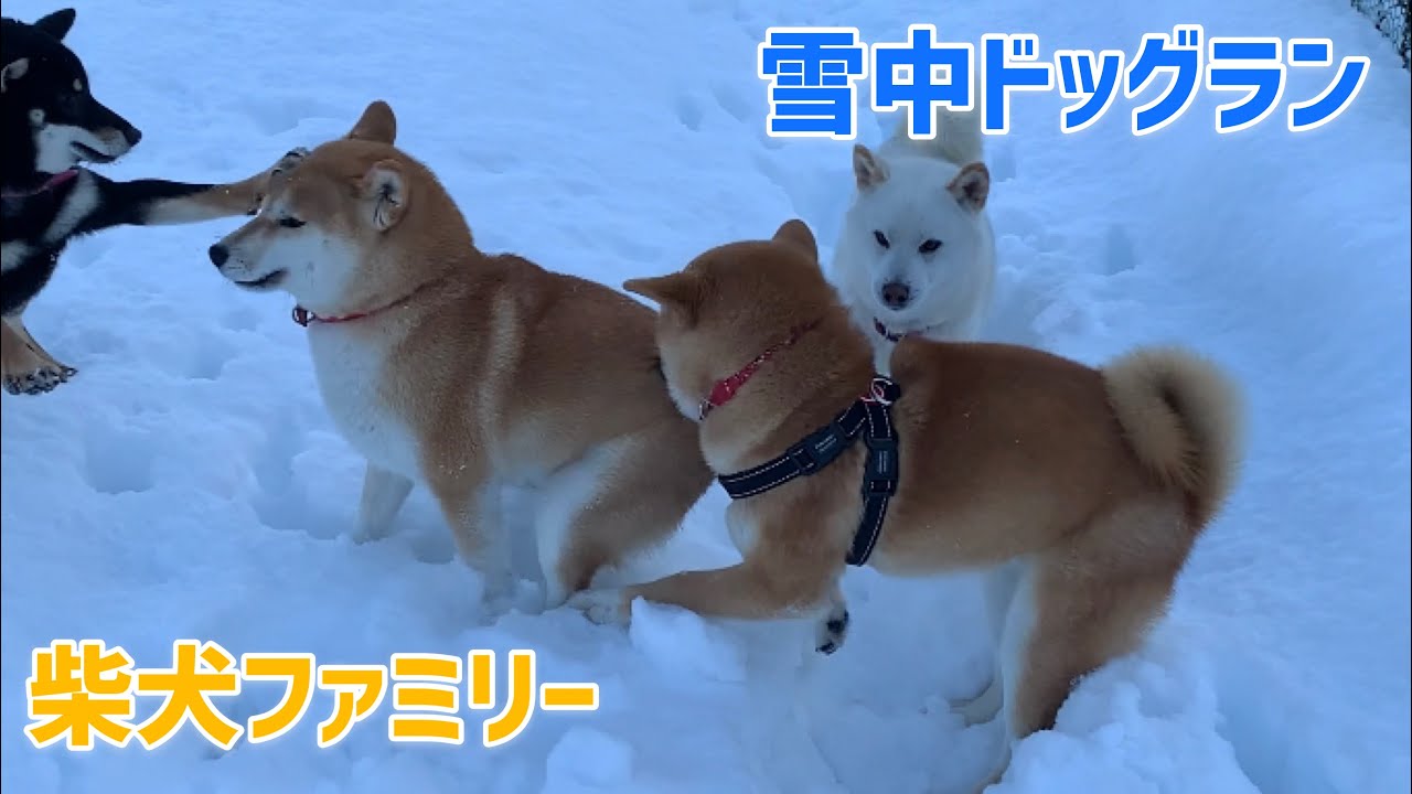 表面凍った雪中ドッグランの柴犬が面白すぎ 超 雪食ってね Youtube