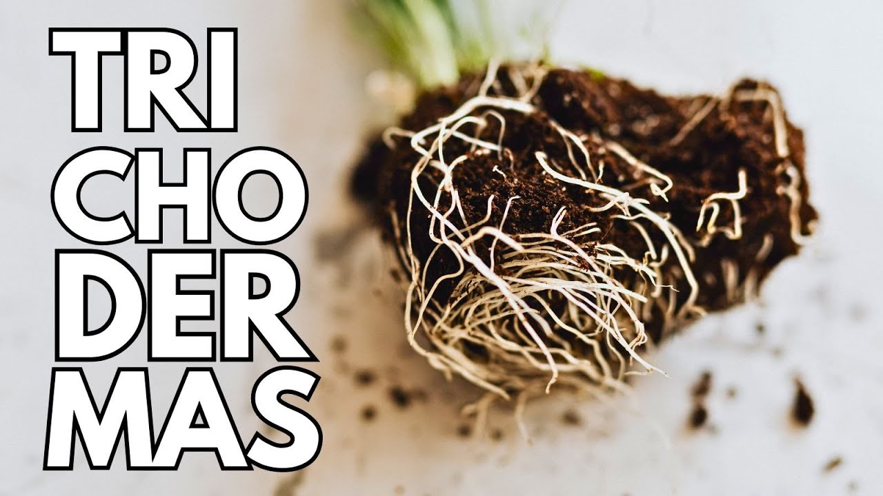 El MEJOR fungicida: TRICHODEMAS {biológico}