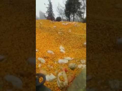 مصنع عصير برتقال ما راح تشرب عصير بعد اليوم