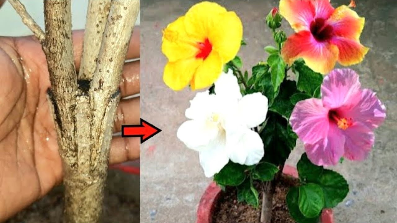 Как получить разноцветные цветы на одном растении гибискуса