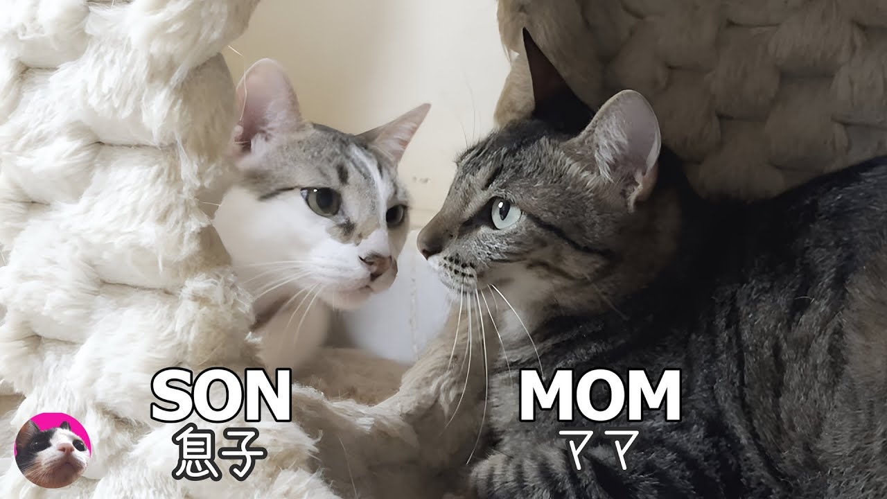 Взрослый котенок воссоединился со своей матерью-кошкой!