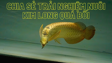 CHIA SẺ TRẢI NGHIỆM DÒNG KIM LONG QUÁ BỐI