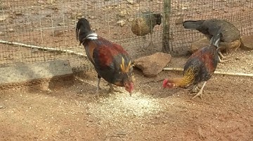 Qaib qus 100% xaum tag lawm