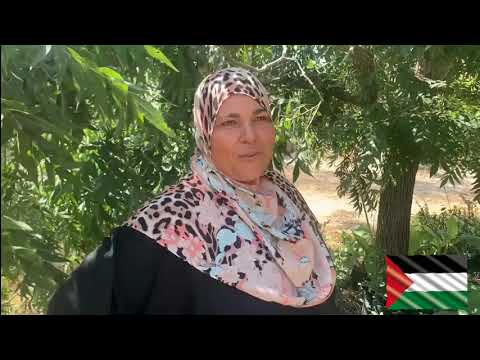 دبس الخروب الفلسطيني وكيفية صناعته  