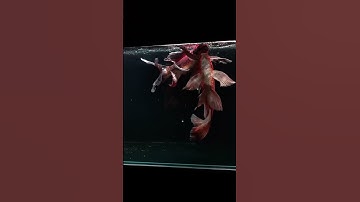 Cách giúp cá chép phi tần mèo đỏ lên màu đẹp - Panda butterfly carp China #chepphitan #butterflycarp